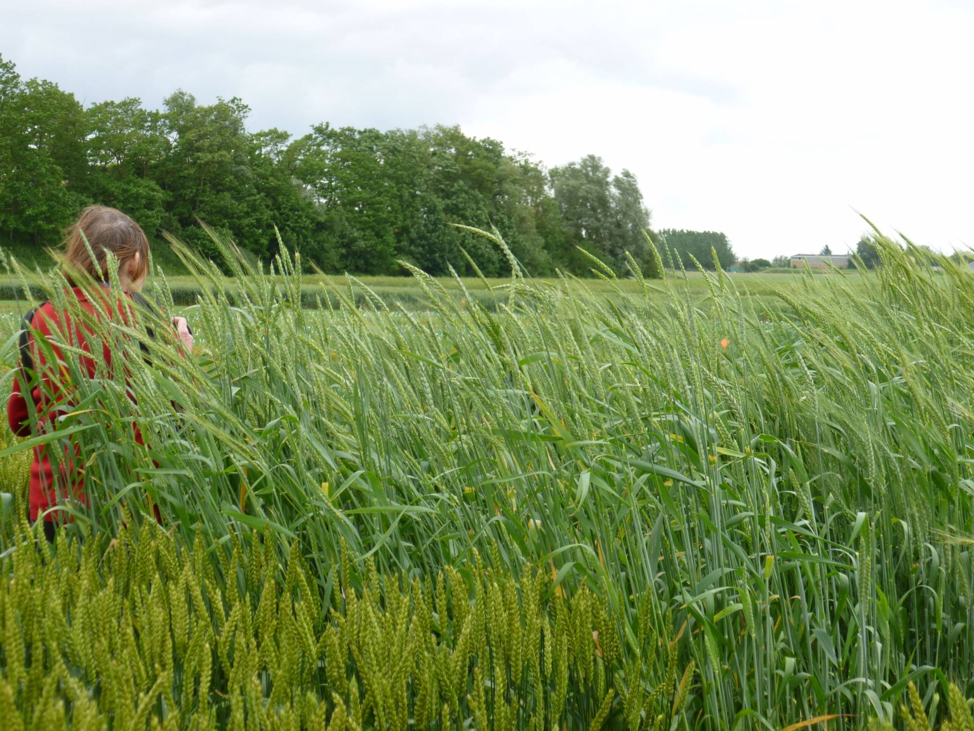 Blés récents et blés récents à la ferme du Moulon, INRA de Gif-sur-Yvette