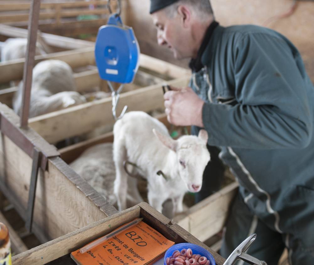 éleveur pesant un agneau carnet bio 