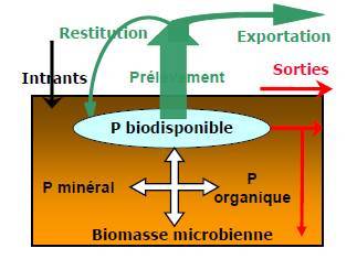 Cycle du phosphore dans les sols (Fertiagribio)