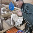 éleveur pesant un agneau carnet bio 