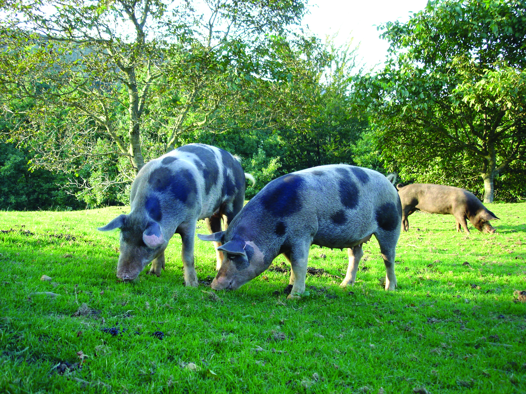 ProPIG (2011-2014) et COREPIG (2007-2010)</br> Improved health, welfare and nutrition of organic pigs / A tool to prevent diseases and parasites in organic pig herds