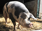 ALTERPORC </br>Alternatives à l’utilisation des hormones en élevage porcin