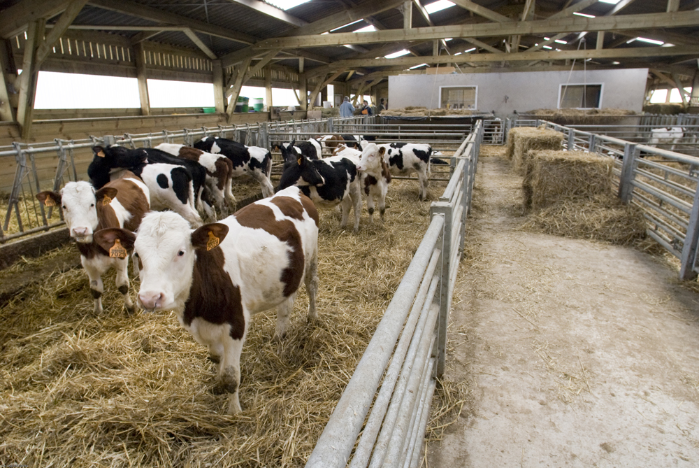 COPPECS </br>CO-régulation Publique Privée du Conseil et des Standards pour la santé animale en élevage biologique