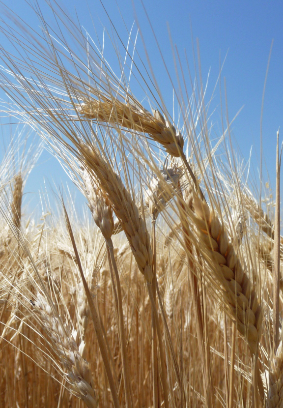 AGTEC - Org (2007-2011) </br> AGronomical and TEChnological methods to improve ORGanic wheat quality